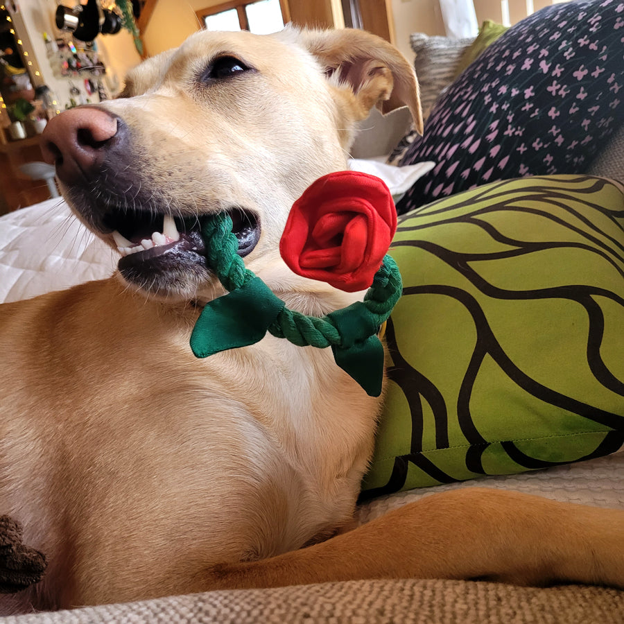 Lucky Jade Poochie - Super Moon