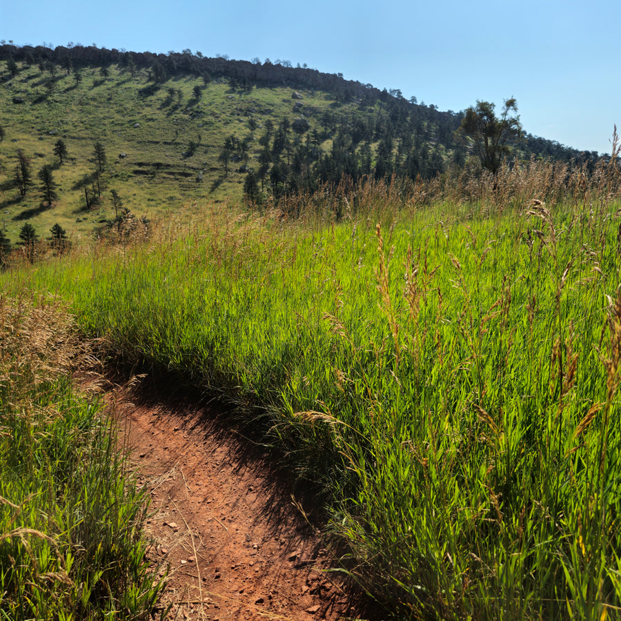 Lucky Rabbit Hologram Sr.